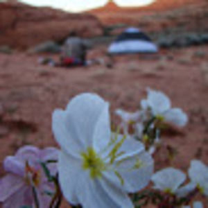 Meet your Posher, Britt